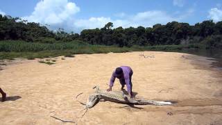 Dead Black Caiman [upl. by Roswald]