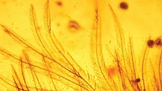 Dinosaur feathers in amber [upl. by Palestine]