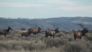 Hanford PreHistory Tour  Bonus Elk Herd [upl. by Atteynad]