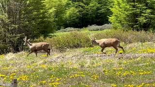 Huemul The deer of Patagonia Cerro Castillo National Park…Patagonia [upl. by Seidule]