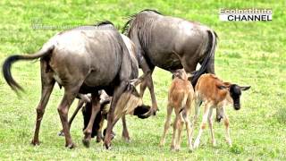 Wildebeest Connochaetes Taurinus 牛羚 [upl. by Nelly]