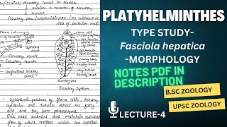 Type Study  Fasciola hepatica  Morphology  Notes in description [upl. by Cozmo]