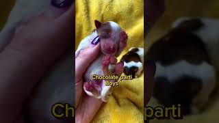 Newborn chocolate parti yorkies [upl. by Ahseina408]