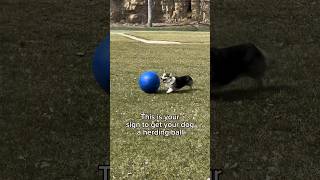 Get Your Dog a Herding Ball Instead of Playing Fetch which is bad for their joints [upl. by Nallac331]