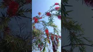 Bottle Brush 2 चीलCallistemon citrinusSpringLife [upl. by Eleirbag505]