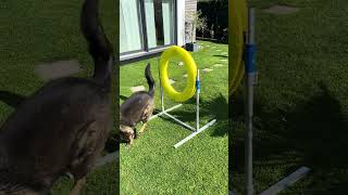 Der perfekte Sprung durch den Ring 🐕🔥 hunde schäferhund dog traning animals tiktok pets [upl. by Miharbi836]