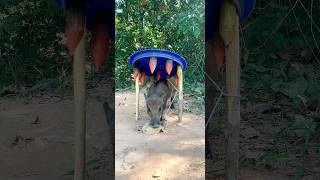 Most DIY effective wild boar trap fall into ground shortvideo wildanimal wildboar animaltraps [upl. by Eissac]