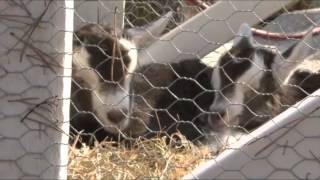 Mainz BabyZiegen im Gonsenheimer Wildpark [upl. by Itra]