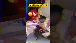 Plan Successful 😍👌 pigeon baby birds parrot kabutar youtubeshorts funny comedy viralvideo [upl. by Rechaba]