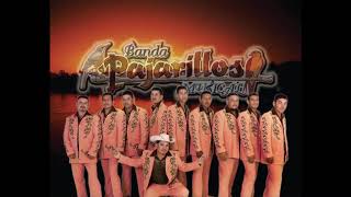 Banda pajarillos musical el odio de los hermanos en vivo [upl. by Keppel433]