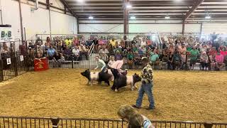 2024 Greene County Fair Crossbred Market Gilt Final Drive Judged by Ryan Rash [upl. by Rosalia]