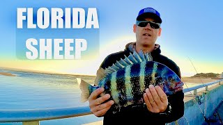 SHEEPSHEAD VACATION Sebastian amp Matanzas Inlet Florida [upl. by Ioj]