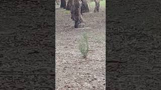 How can my Australian Kelpie chase sheep in country Vic when shes inside on heat so shes safe [upl. by Hulda]