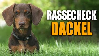 Dackel Rassecheck  Rasseportrait Rassebeschreibung Informationen zur Rasse Dackel Zwergdackel [upl. by Airamalegna870]