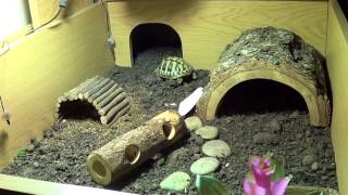 My Hermann Tortoise Enclosure [upl. by Kabob]