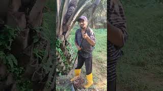 Malaysia plantation work malaysia plantation palmoil today viralnew work video [upl. by Emyle]