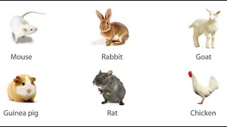 GCSE Biology  Monoclonal Antibodies 40 [upl. by Nylazor]