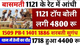 1886 धान के भाव 7 दिसंबर 2024  dhan ke bhav  1121 dhan ke bhav  basmati dhan mandi bhav [upl. by Warwick]