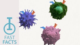 IOU Youtube How do CCR2 and CCR5 promote immunosuppression [upl. by Matheny647]