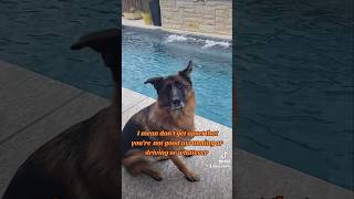 conversation German Shepherd Shorthaired Pointer 🙄🤣🐶new shorts ytshorts viral viralshorts [upl. by Kumler]