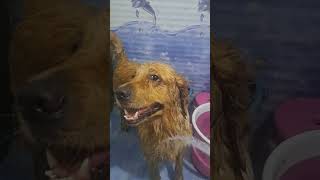 Mujhe Nahi Nahana Hai howtomakevlogwithphone dog goldenretrieverdoglover [upl. by Hairehcaz73]