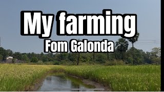 My farming fom Galonda raut pada farming aadivasi natrue vlogar funny comedy [upl. by Thera]