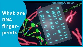 How does DNA fingerprinting work [upl. by Grimaud673]