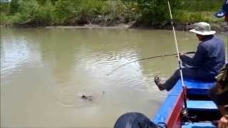 1310 Suriname Fishing [upl. by Enitsuga991]