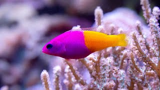 ikan hias aquarium berwarna cantik  dottyback fish [upl. by Eurd]