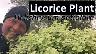 Licorice Plant  Helichrysum petiolare White Licorice Variety [upl. by Franky374]