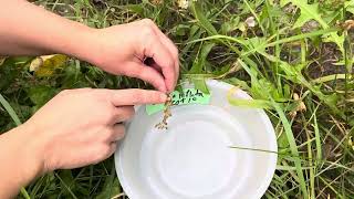 How to harvest Inflated Tobacco Lobelia inflata seeds [upl. by Dominy]