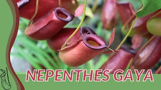 Quick Guide to NEPENTHES GAYA quotPitcher Plantquot [upl. by Osnola]