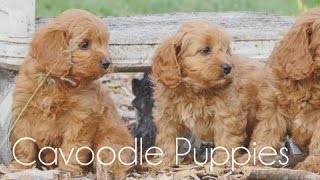 Cavoodle puppies running around [upl. by Wandie]