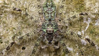 Lichen Huntsman Spider Pandercetes Gracilis  by RIMBA SERANGGA [upl. by Barnie145]