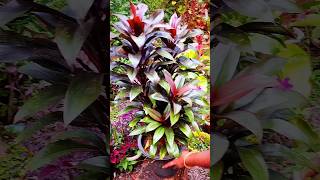 cordyline gardening cordyline plant 🌱shortvideo youtubeshorts [upl. by Deidre]