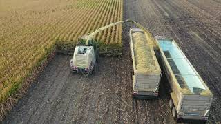 Malecha Dairys Corn Silage [upl. by Nnylyma580]