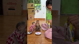 Yuri Minea Eat Food monkey lovelymonkey babyanimals [upl. by Seka245]