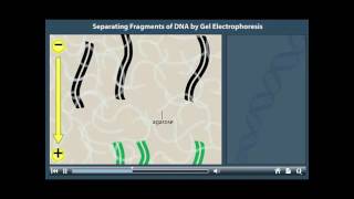 Gel Electrophoresis for separating DNA fragments [upl. by Beret]