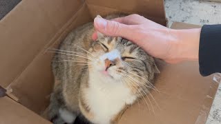 Cute Cat Purring in a Cardboard Box  Instant Relief from Stress and Anxiety  Her Face at the End [upl. by Akila517]