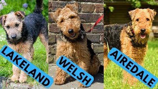 Airedale vs Welsh vs Lakeland Terrier Difference [upl. by Atsahs717]