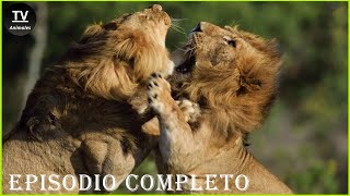 Insane Moments Strongest Lions Fight For Territory  Animales Salvajes [upl. by Drofnats]