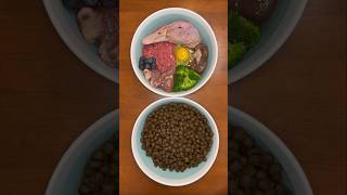 Kibble vs RAW dog food taste test 🥩🥣🐕 shorts [upl. by Annadiane180]