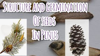 Structure and Germination of seeds in Pinus [upl. by Cira]