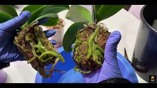 Replanting Root Rotted Twin Orchids In One Pot [upl. by Ayotas]