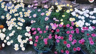 Argyranthemum cutting and growing  How to grow argyranthemum  easy without using fertilizers [upl. by Seema]