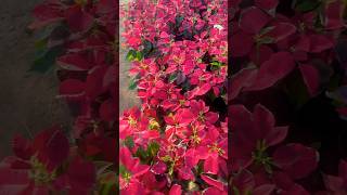 Poinsettia Paradise A Colourful Nursery Tour🤗 beautiful plants shorts [upl. by Mori]