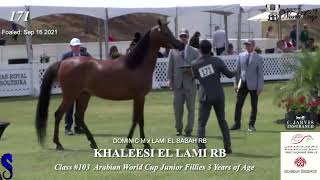 N 171 KHALEESI EL LAMI RB Arabian Breeders World Cup Emirates AHGC AWC Junior Mares 3 Years of A [upl. by Adnor]