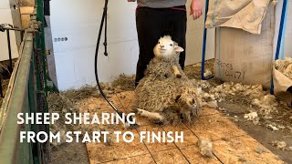 Sheep Shearing From Start to Finish [upl. by Nan]