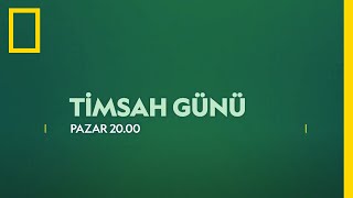 WILD I Timsah Günü [upl. by Chelton]