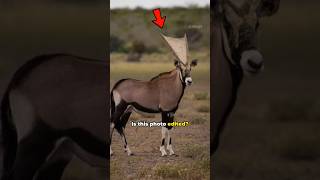 What is on This Antelopes horn shorts antelope [upl. by Esylle]